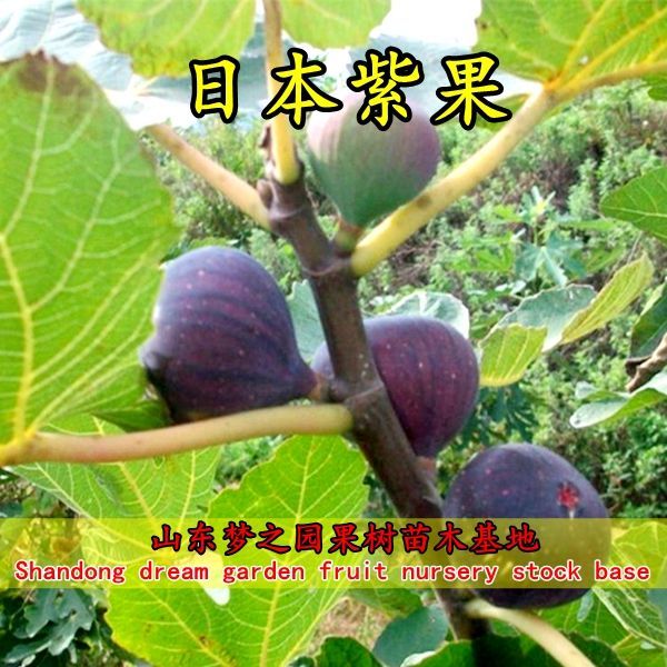 日本紫果无花果苗大无花果树苗紫无花果庭院地盆栽南北方四季种植