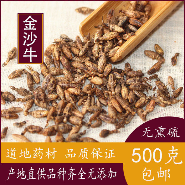 金沙牛 中药材店铺金砂牛倒行狗子睡虫地拱沙猫地牯牛蚁狮 包邮