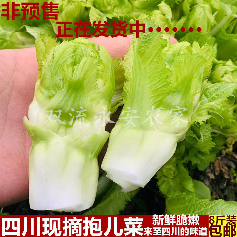 四川抱儿菜新儿儿菜鲜娃娃儿菜时令母子芥菜时令蔬菜现摘现发泡菜