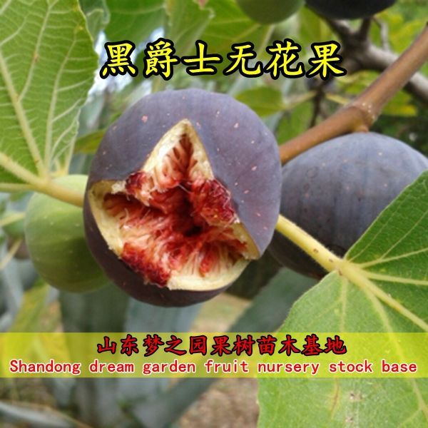 黑爵士无花果树苗四季种植盆栽矮化南北方种植地栽特大无花果苗