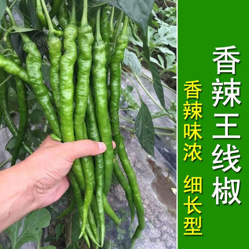 辣椒种子超辣种子湖南四川农家高产种植阳台盆栽易活荆条型