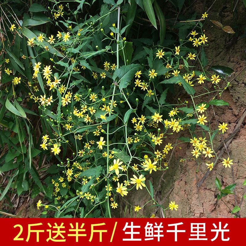 新鲜千里光草药野生九里明黄花母草药痱子清热止痒