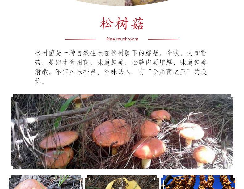春之言 松树蘑干货500g/250g黄粘团子野生蘑菇东北特产松蘑菇松菇粘蛾子