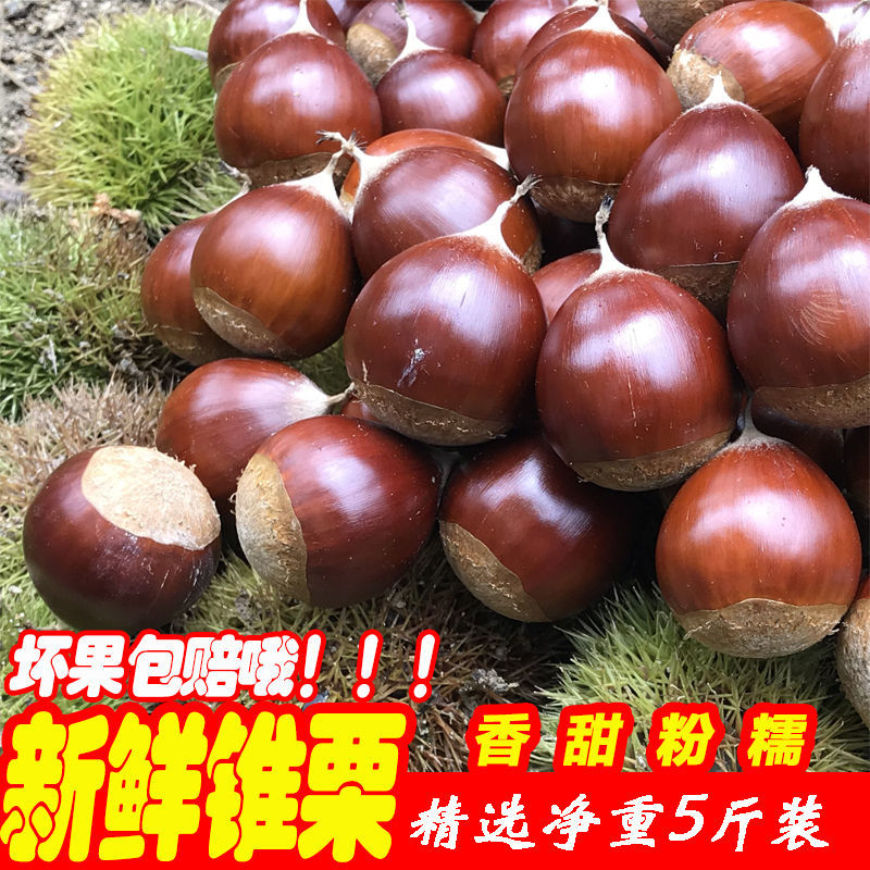 【鲜果直达】板栗生新鲜锥栗油栗生栗子圆板栗批发野生毛栗子现摘
