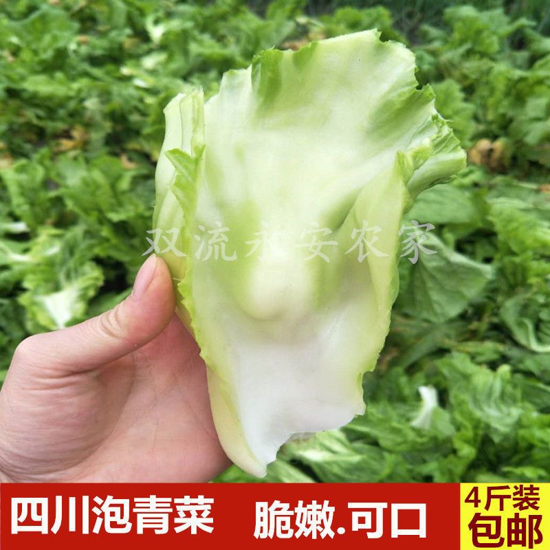 四川包包泡青菜新奶奶菜青菜鲜蔬泡菜原料瘤子芥菜梗1/2/4/6斤