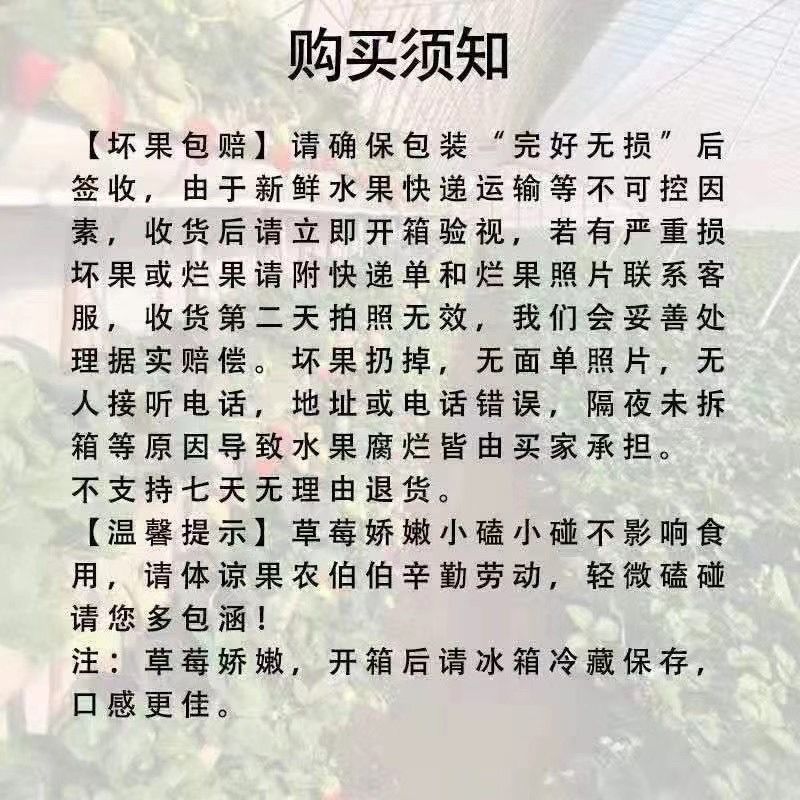 丹东99草莓新鲜东港红颜九九草莓整箱当季水果新鲜草莓空运