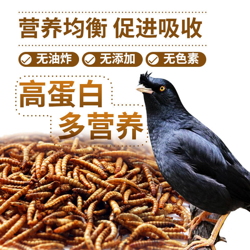 Pet Shangtian Bread, Insect Dried Octopus Feed, Bird Insect Dried Special Food, Thrush Bird Food Feed, Nutrient Bird Food