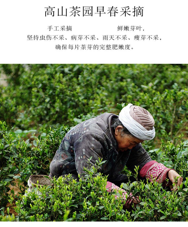 茶叶2021新茶信阳毛尖绿茶雨前春茶散装手工浓香型炒青正宗口粮茶