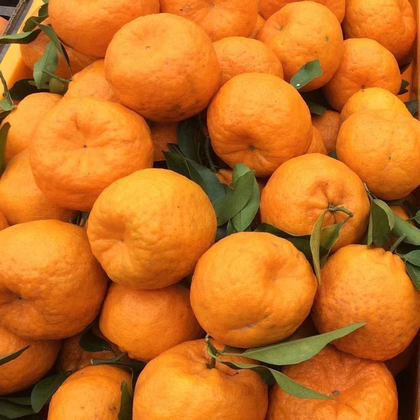 新鲜果园直发清江椪柑芦柑应季新鲜水果特供产地直发特价批发