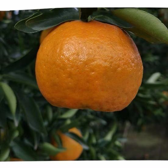 新鲜果园直发清江椪柑芦柑应季新鲜水果特供产地直发特价批发