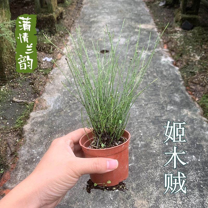 日本引进姬木贼山野草水生水边沼泽水池水培假山植物小林水草 虎窝拼