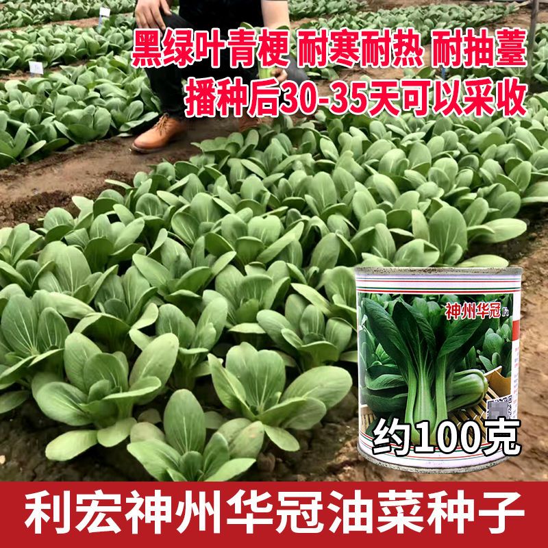 神州华冠油菜种子春秋耐热黑大头青梗菜上海青四月慢苏州青青菜孑