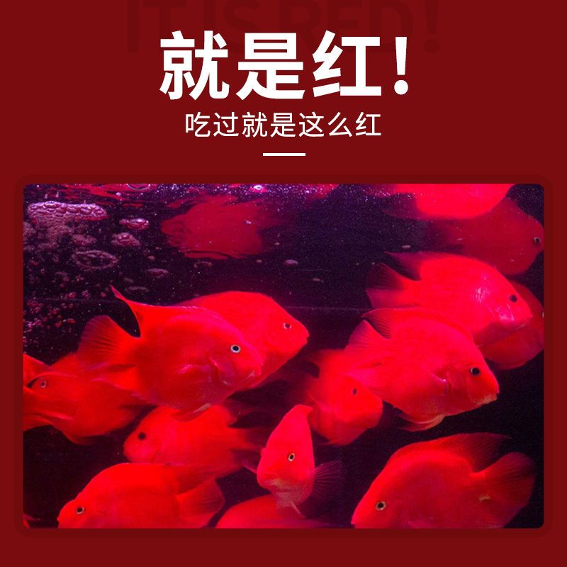 【买1送1】血鹦鹉鱼饲料血鹦鹉鱼食红鹦鹉鱼粮鹦鹉鱼饲料鱼食鱼料