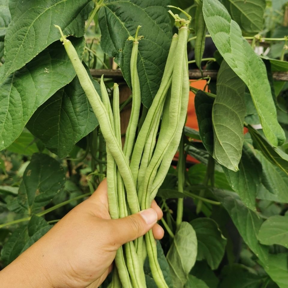 特惠抢购云南新鲜四季豆无筋豆整箱无丝豆角新鲜蔬菜235斤