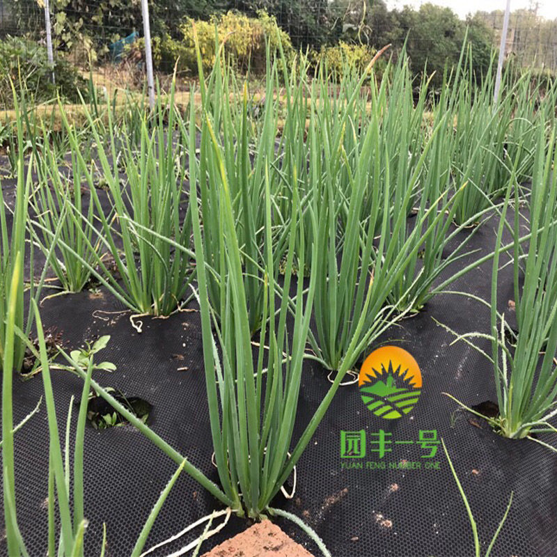 园丰一号生态防草布蔬菜药材专用 可降解无污染生态防草布