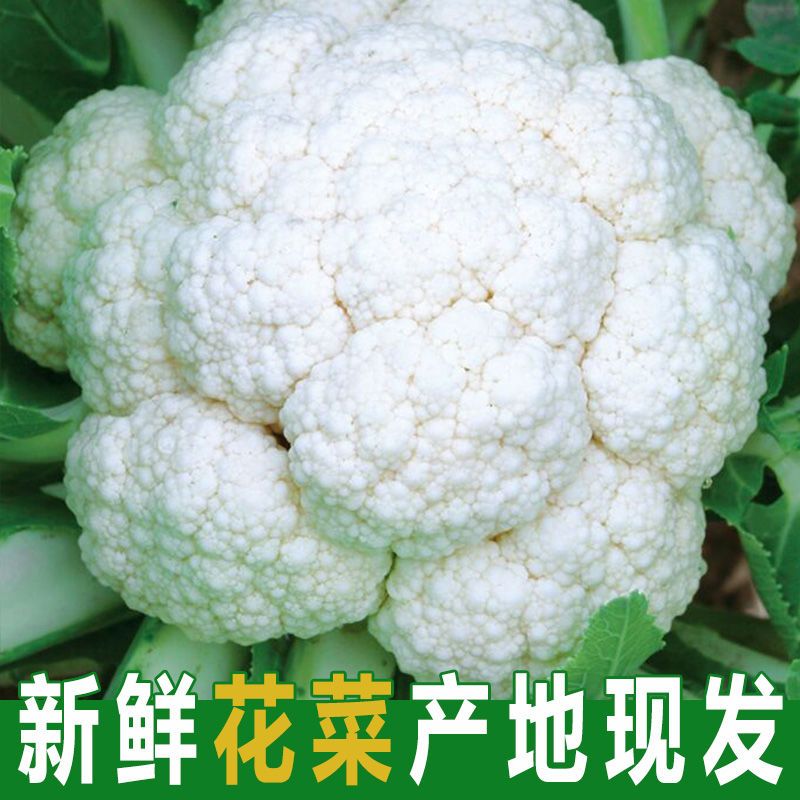 花菜新鲜蔬菜批发特价现摘当季白菜花农家自种花椰菜买菜绿色蔬菜