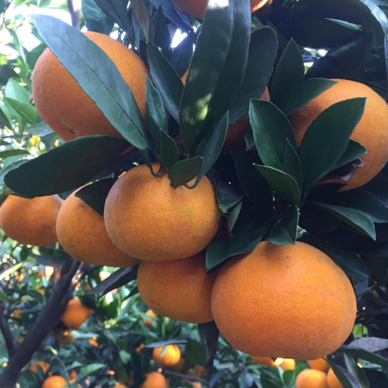 湖北宜昌蜜桔黄皮橘子皮薄汁多肉嫩口感鲜美5斤10斤超值水果桔子