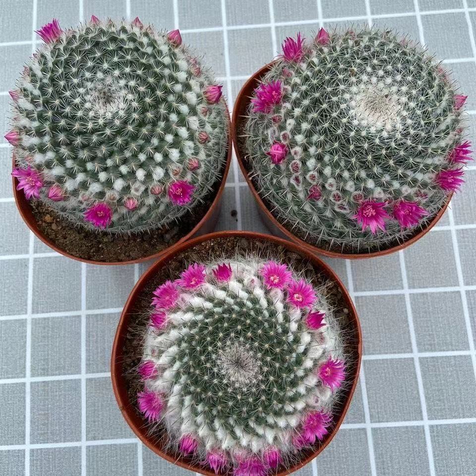 【包开花】玉翁仙人球实生带花苞室内仙人掌多肉植物办公室盆栽【2月