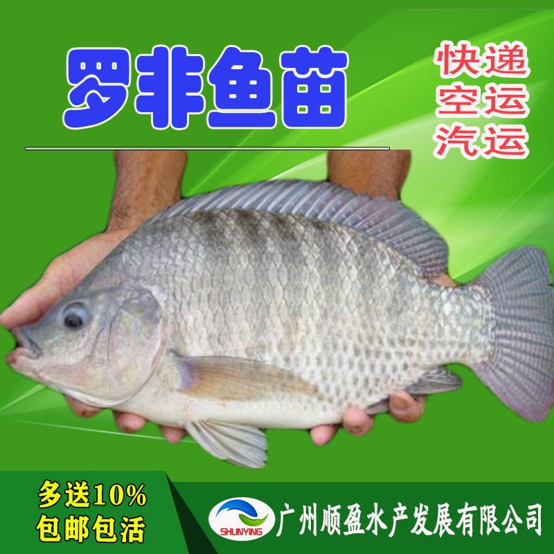 雄性罗非鱼苗 新一代良种吉富奥尼罗非鱼苗 非洲鲫鱼苗 活体包邮