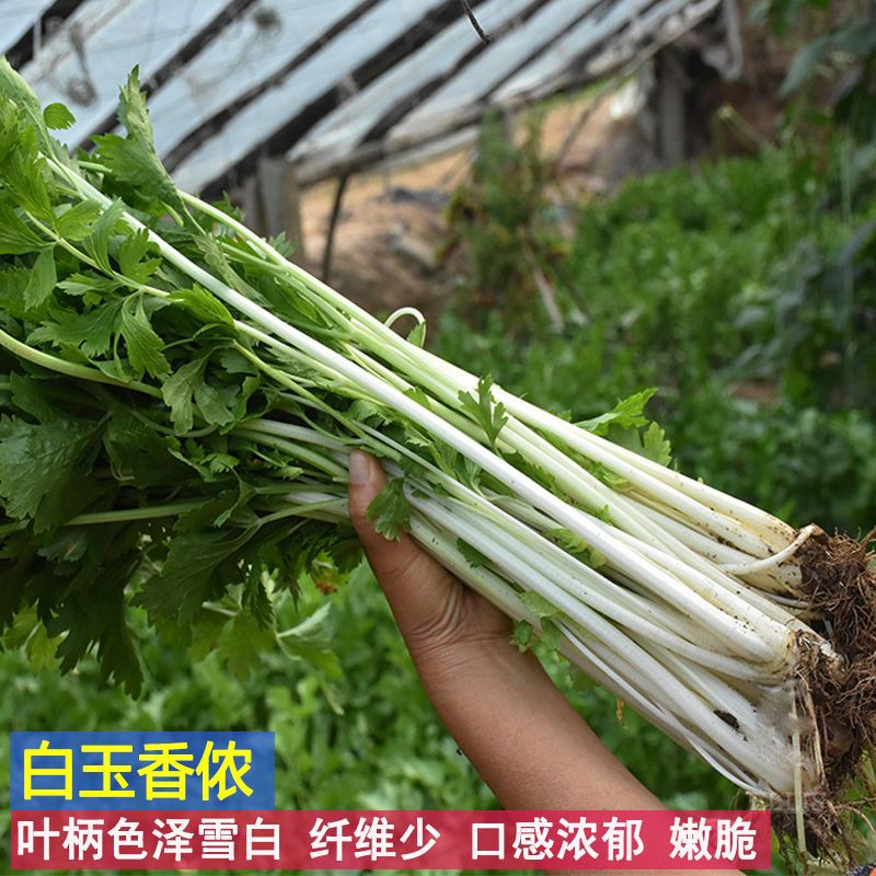 四季芹菜种子白玉香侬白杆实心芹菜种籽四川特色白芹菜香嫩脆高产