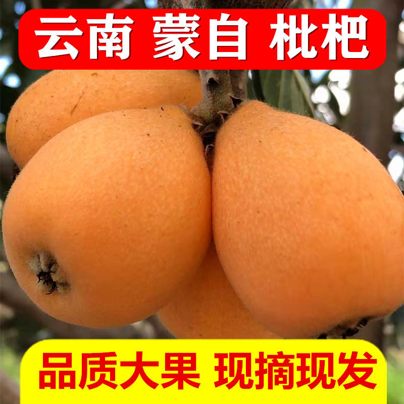 云南枇杷 现摘蒙自新鲜水果冬天应季孕妇老人小孩大果1斤3斤送叶