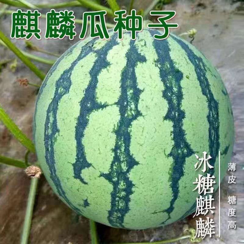 冰糖麒麟西瓜种子高产薄皮无籽8424麒麟瓜水果种子农家大棚四季播