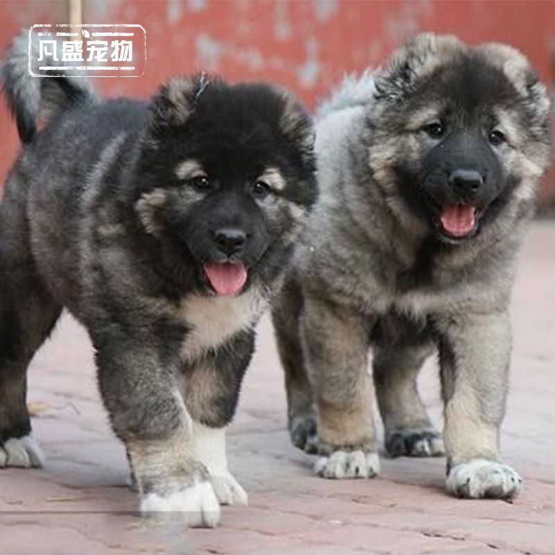 纯种高加索犬宠物活体护高加索幼犬宠物狗狗小狗崽粘人的宠物包活