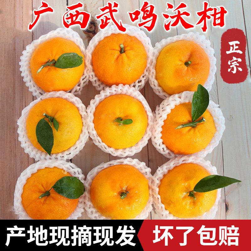 105969-正宗广西武鸣沃柑新鲜水果批发10斤孕妇桔子非丑橘子皇帝柑礼盒装-详情图