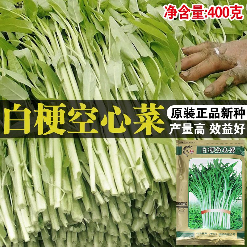 柳叶白梗空心菜种子通菜种子蔬菜种子广东春夏秋种植高产
