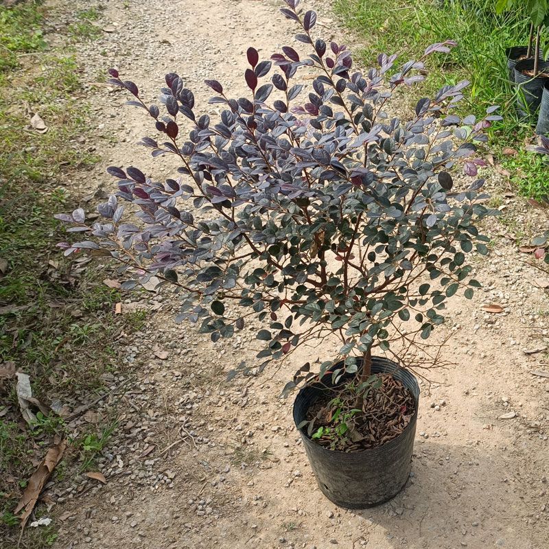 红继木盆栽花坛杯苗红花檵木红叶植物四季开花绿化工程树苗带土球 虎窝拼