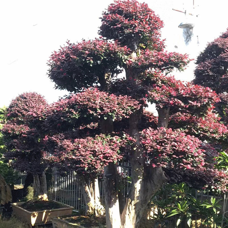 红继木盆栽花坛杯苗红花檵木红叶植物四季开花绿化工程树苗带土球 虎窝拼