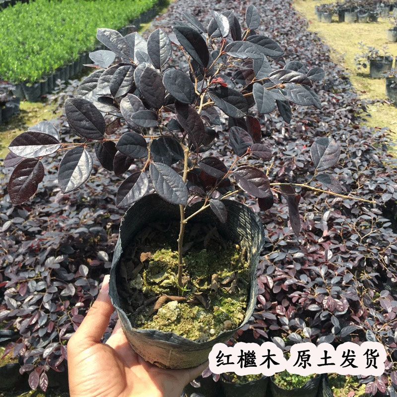 红继木盆栽花坛杯苗红花檵木红叶植物四季开花绿化工程树苗带土球 虎窝拼