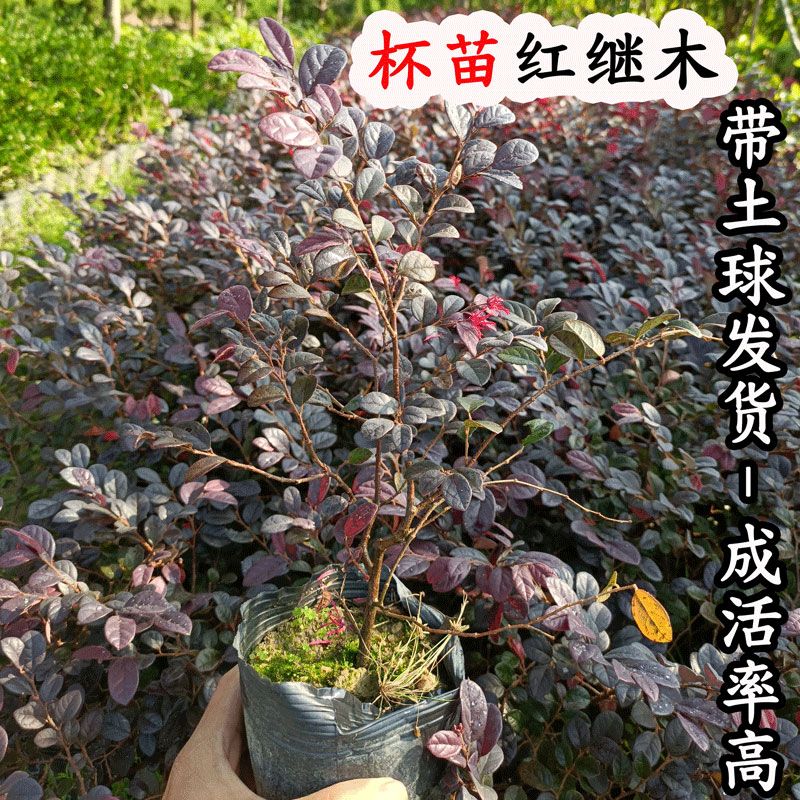 红继木盆栽花坛杯苗红花檵木红叶植物四季开花绿化工程树苗带土球 虎窝拼