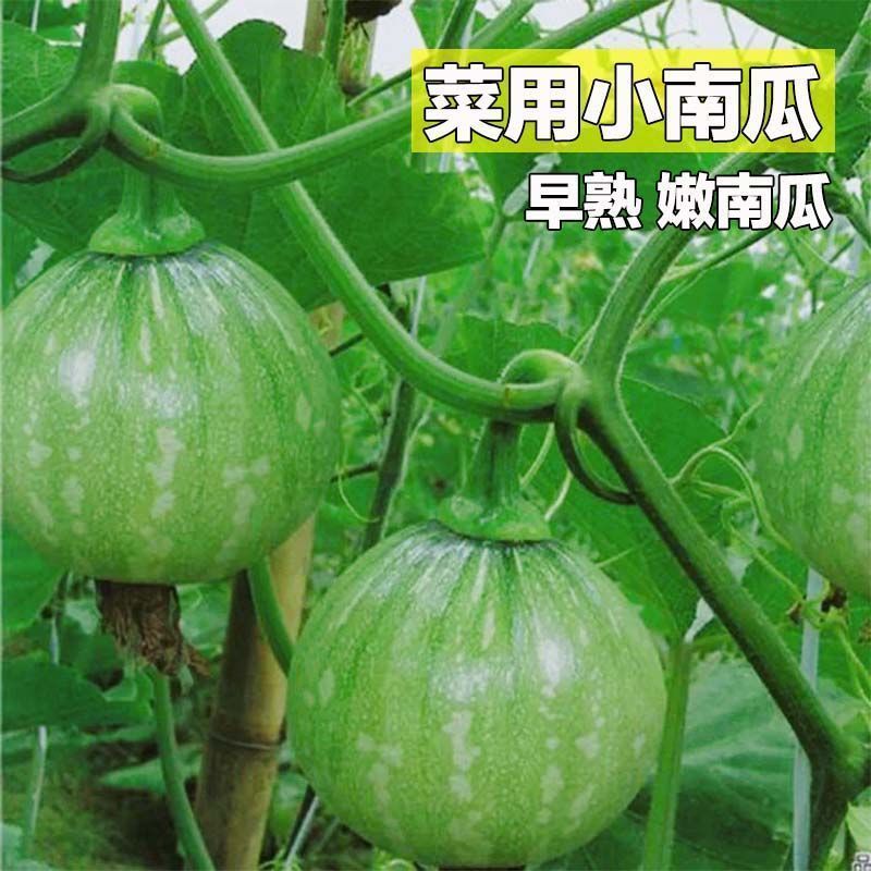 一串铃嫩南瓜种子菜用小南瓜青瓜西葫芦早熟春夏秋季大田蔬菜种孑