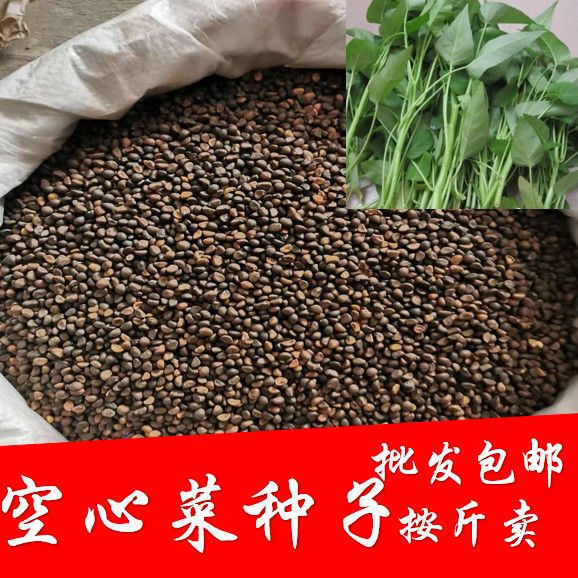 空心菜种子半斤50克通心菜种子尖叶空心菜空心菜芽苗菜四季菜种子