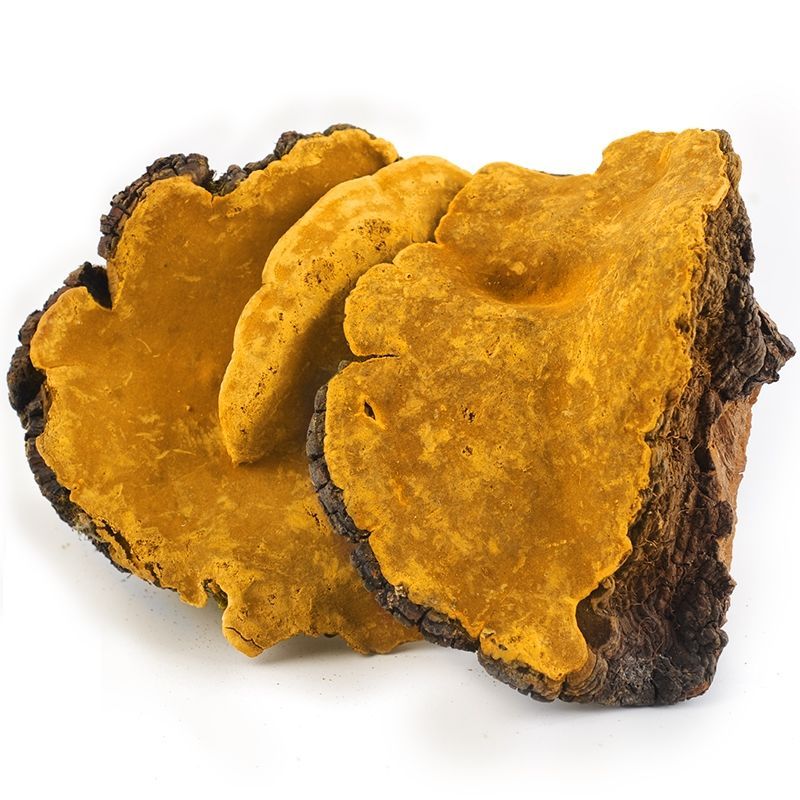 正宗西藏金边桑黄桑树桑黄整枝野生桑黄桑黄菌桑黄菌种野灵芝