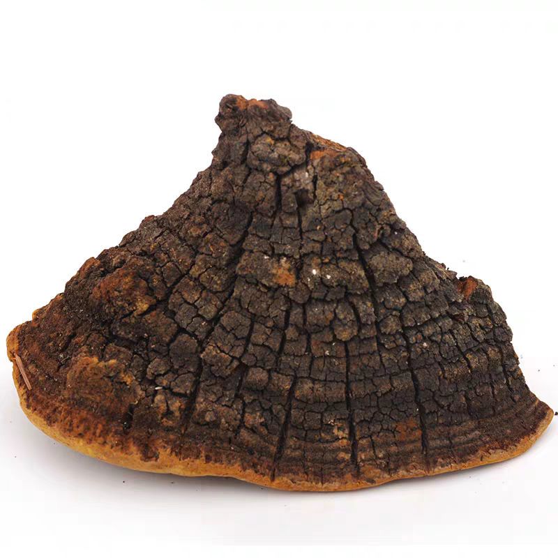 正宗西藏金边桑黄桑树桑黄整枝野生桑黄桑黄菌桑黄菌种野灵芝