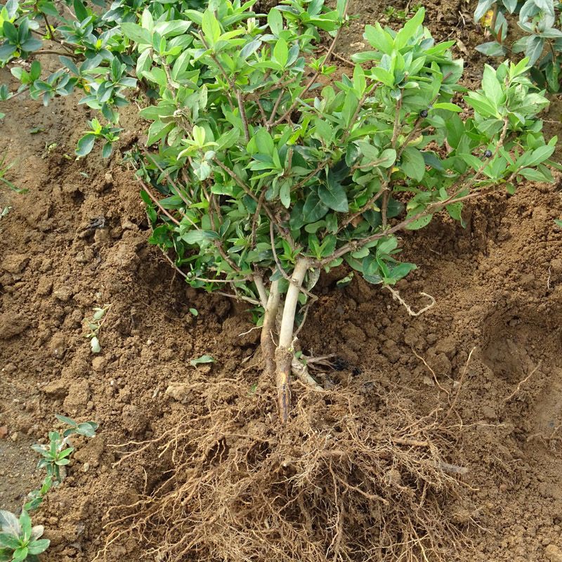 金银花苗耐寒爬藤植物室内盆栽庭院地栽金银花树苗批发