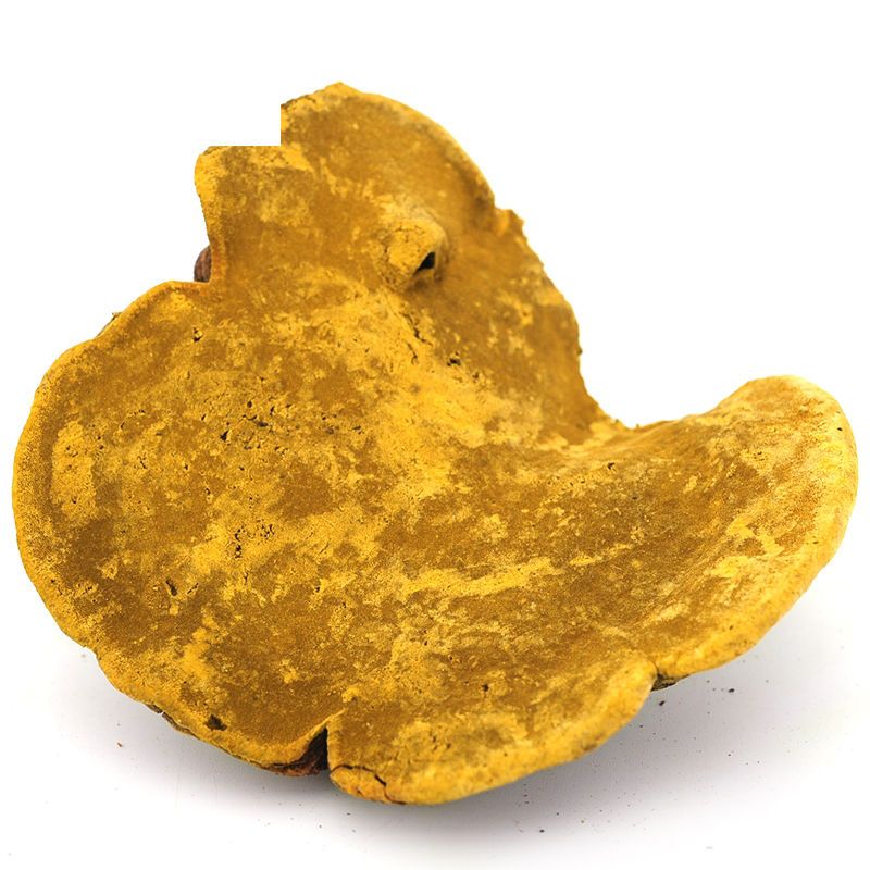 正宗西藏金边桑黄桑树桑黄整枝野生桑黄桑黄菌桑黄菌种野灵芝