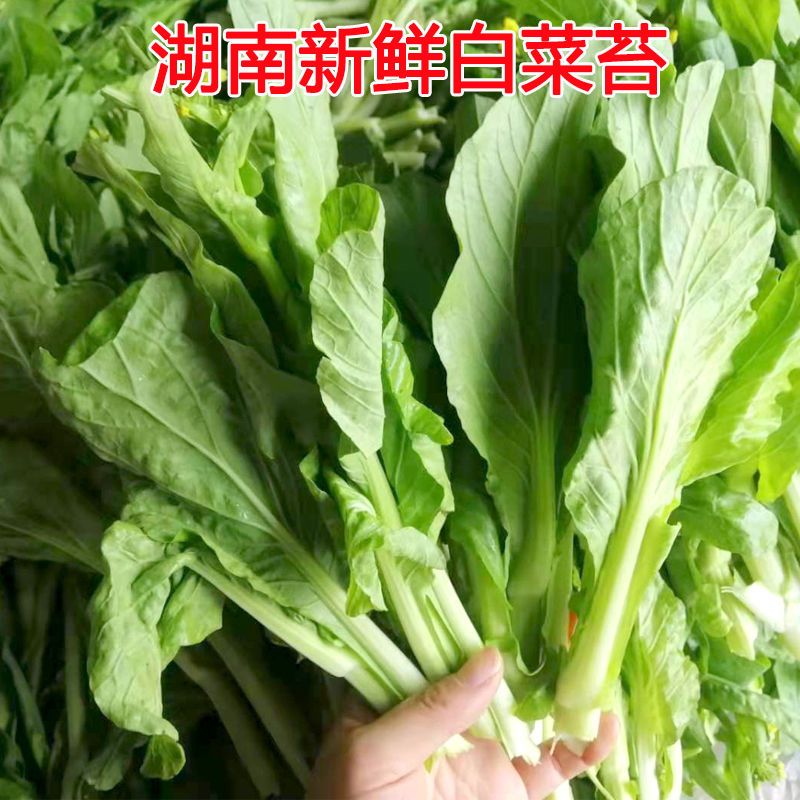 湖南白菜苔新鲜蔬菜应季现摘青菜甜菜苔农家自种青菜苔绿色蔬菜