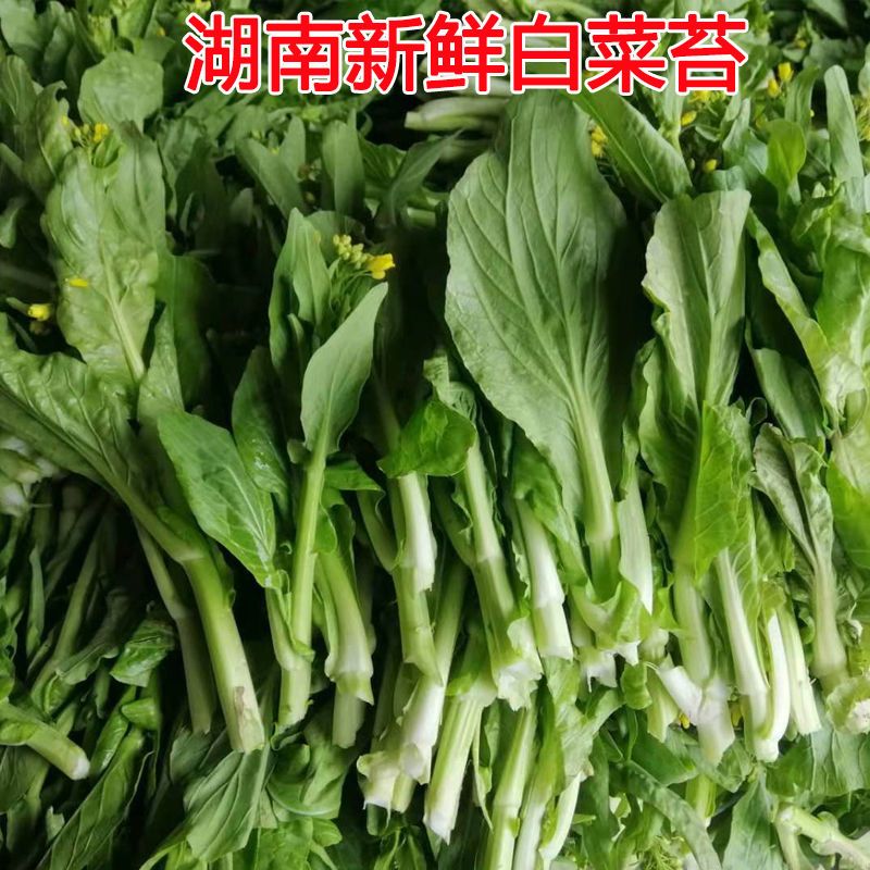 白菜苔新鲜湖南湖北叶子菜时令青菜农家自种白菜薹蔬菜嫩菜心现摘