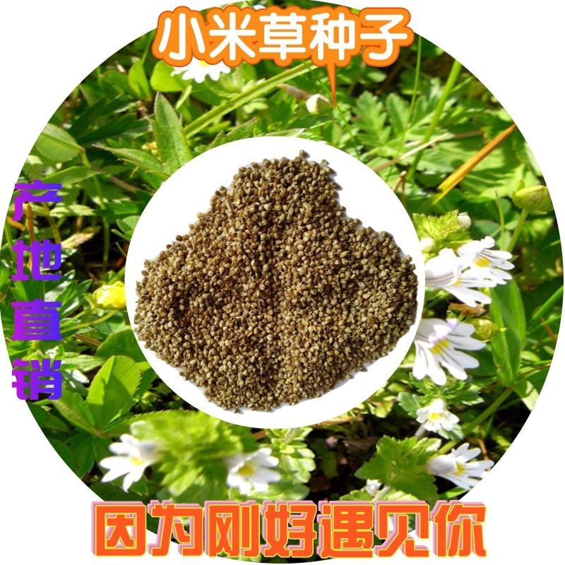 小米草种子雀叶稗湖南稷子水草虾蟹牧草种子耐涝水淹草鱼草种籽