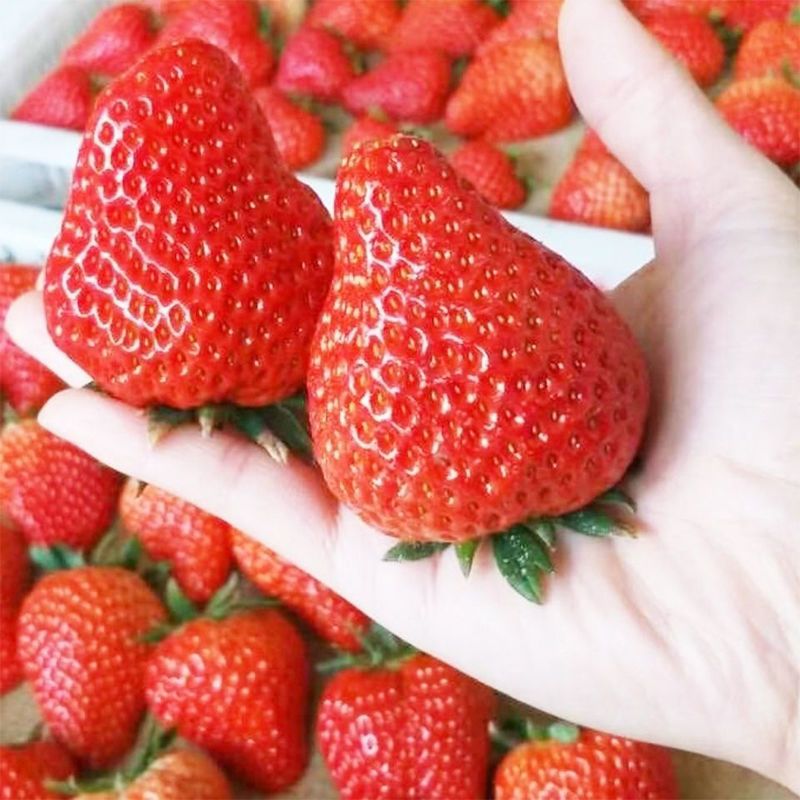 正宗丹东99草莓奶油草莓新鲜水果红颜草莓东港九九牛奶草莓