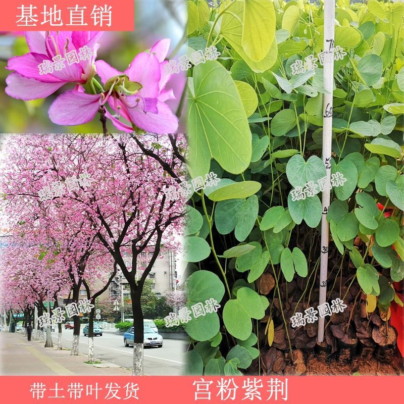 宫粉紫荆苗羊蹄甲苗红花紫荆苗工程绿化地专用树苗别墅庭院风景树