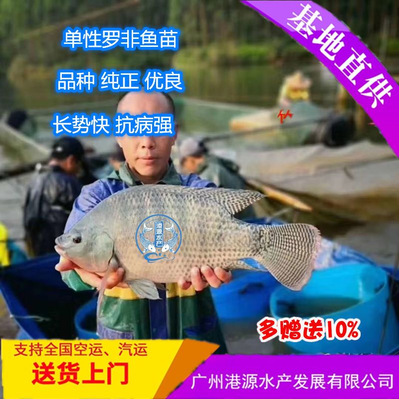 罗非鱼苗 单性罗非鱼苗 新吉富罗非鱼苗 奥尼罗非鱼