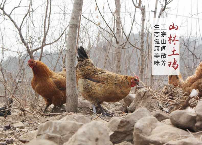农家散养3-4年正宗黑脚老母鸡超大3-4斤走地鸡现杀柴土鸡草鸡笨鸡