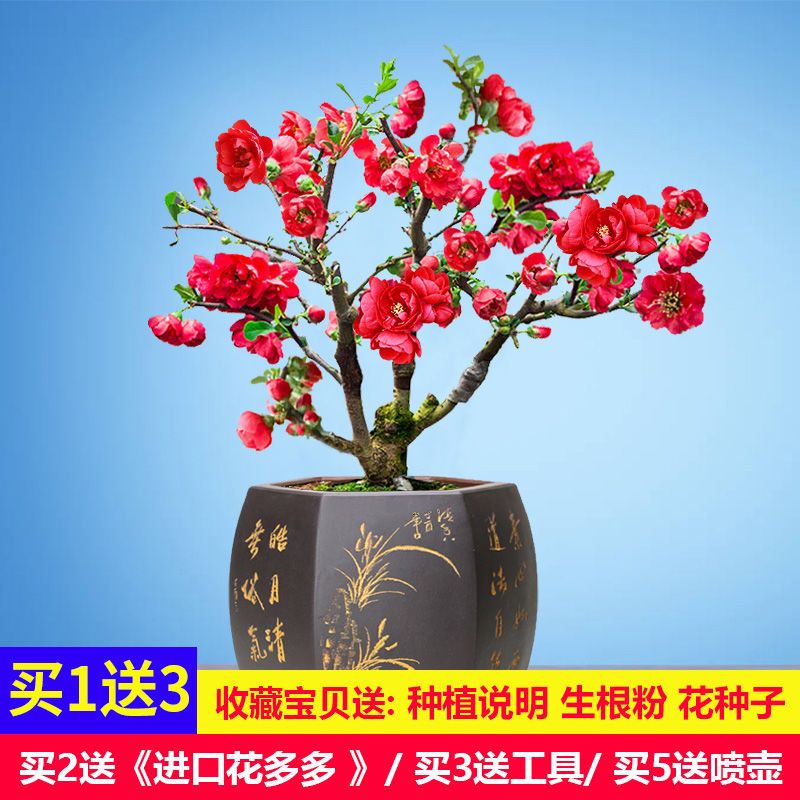 长寿冠海棠盆栽盆景梅花树桩重瓣红花海棠花红梅树苗耐寒耐旱四季