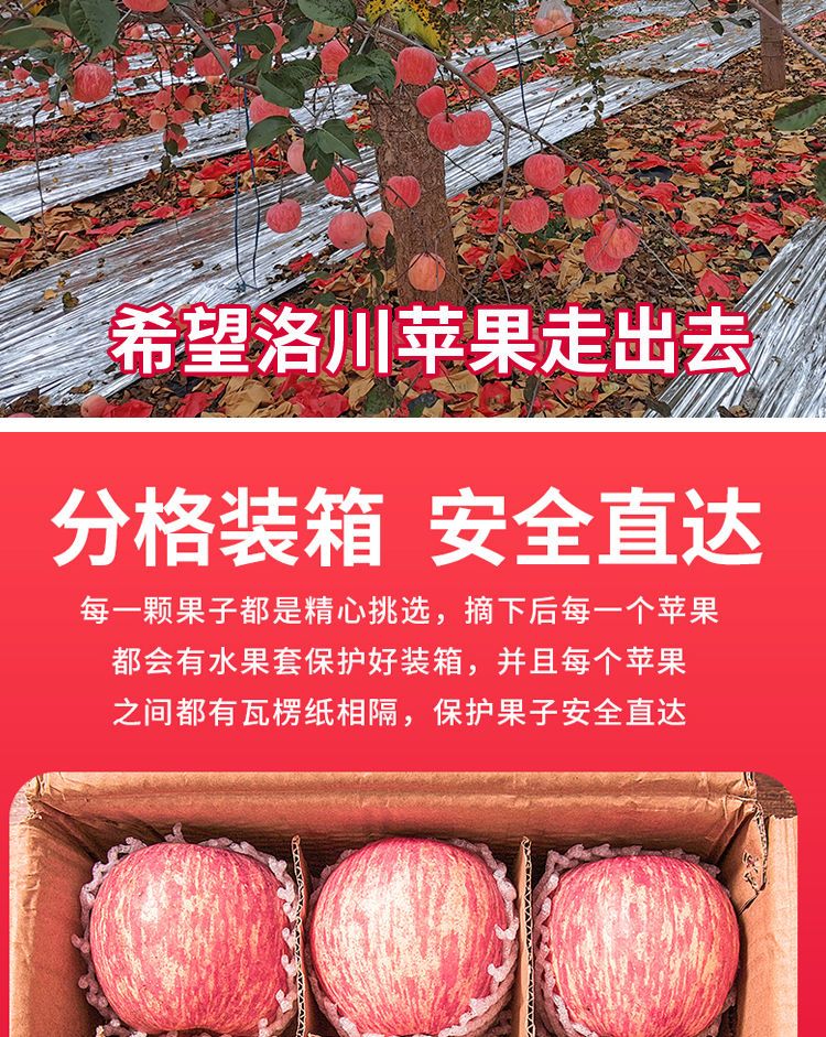 【顺丰包邮】王掌柜陕西洛川苹果红富士水果新鲜10/5斤礼盒