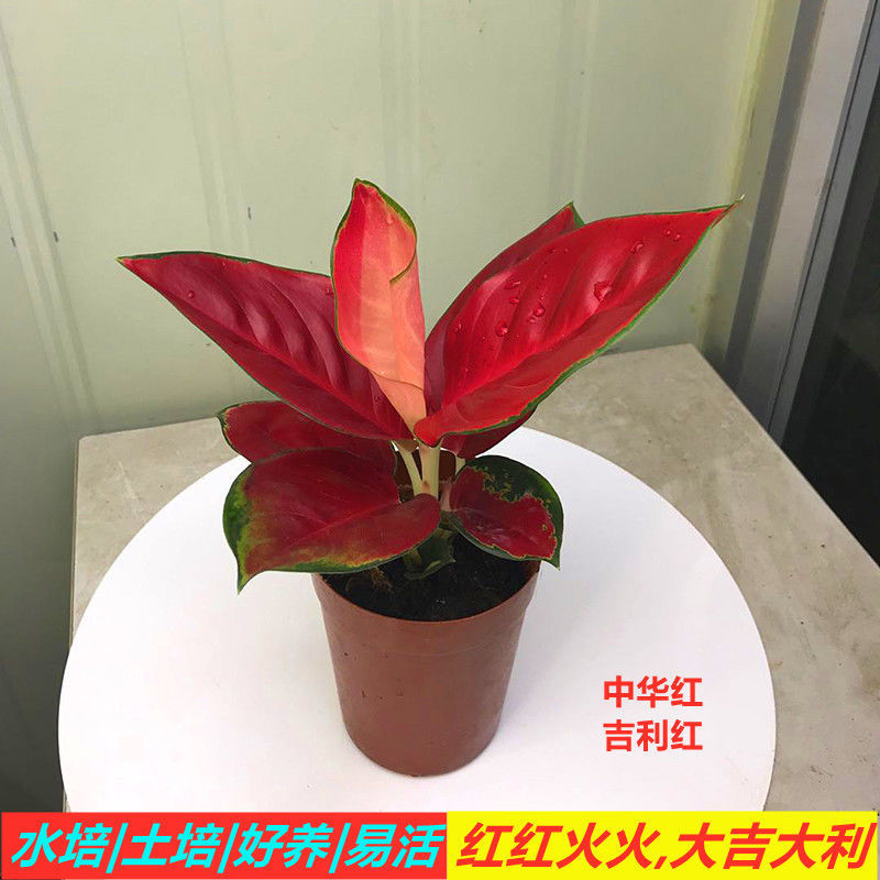 中华红吉利如意万年红植物花卉绿植盆栽室内桌面好养四季水培观叶