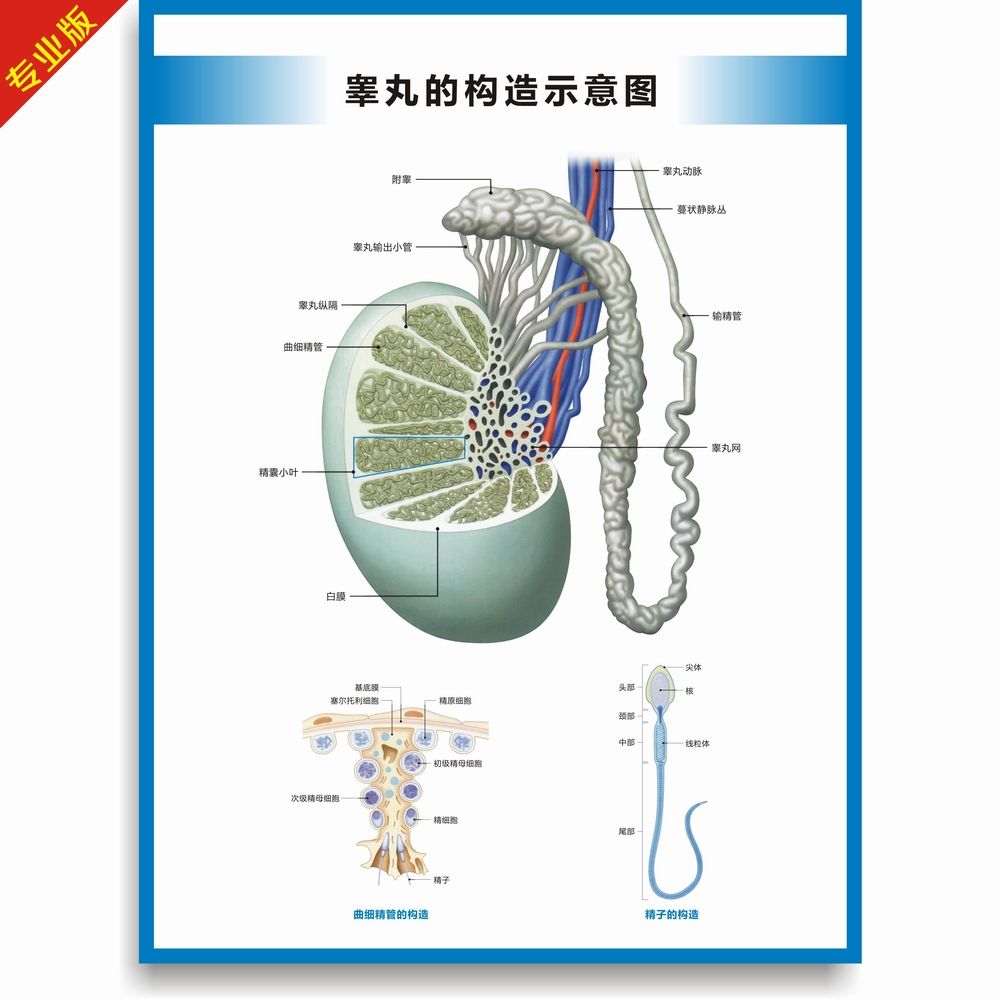 睾丸构造图结构图解剖图泌尿生殖科挂图高清医学教学医疗挂图